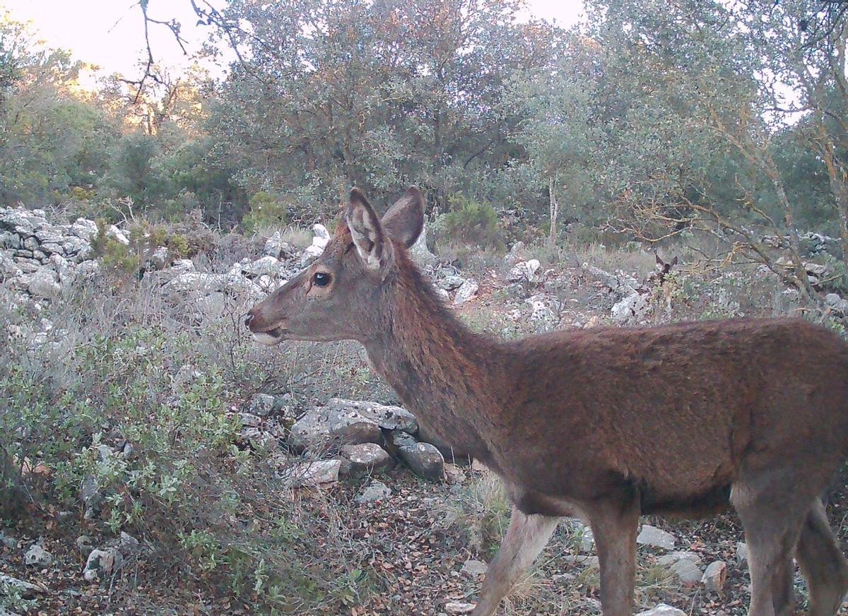 Crías de ciervo solitarias en bosques de la provincia.