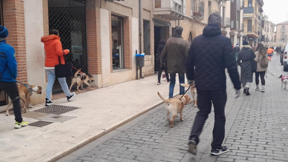 Varias personas pasean con sus perros por la calle El Sol de Toro.