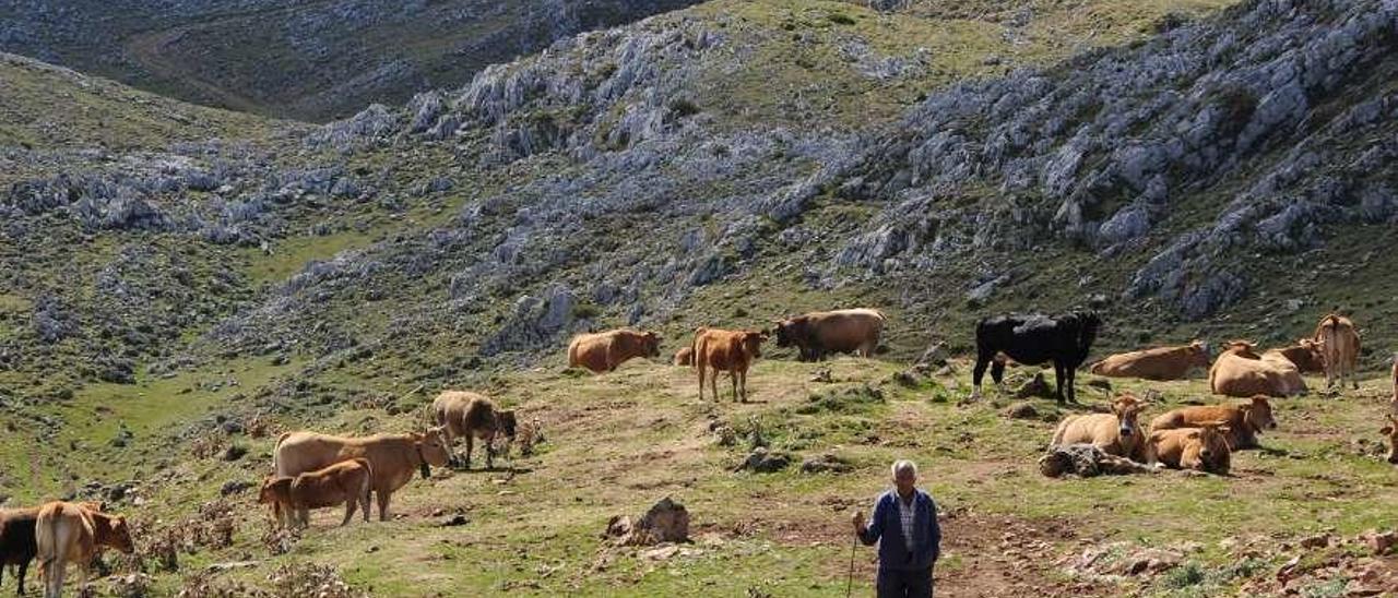 Reses pastando en los montes del Aramo.