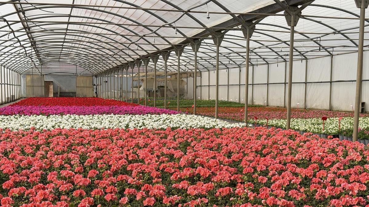 El Alto Aragón se llenará de color con 84.181 plantas distribuidas por la Diputación de Huesca
