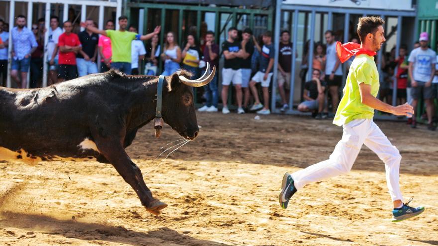 Consulte los 94 festejos de &quot;bous al carrer&quot; en el puente de agosto