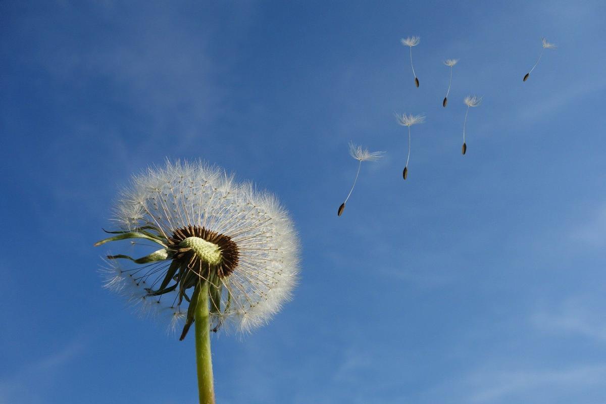 Diente de león