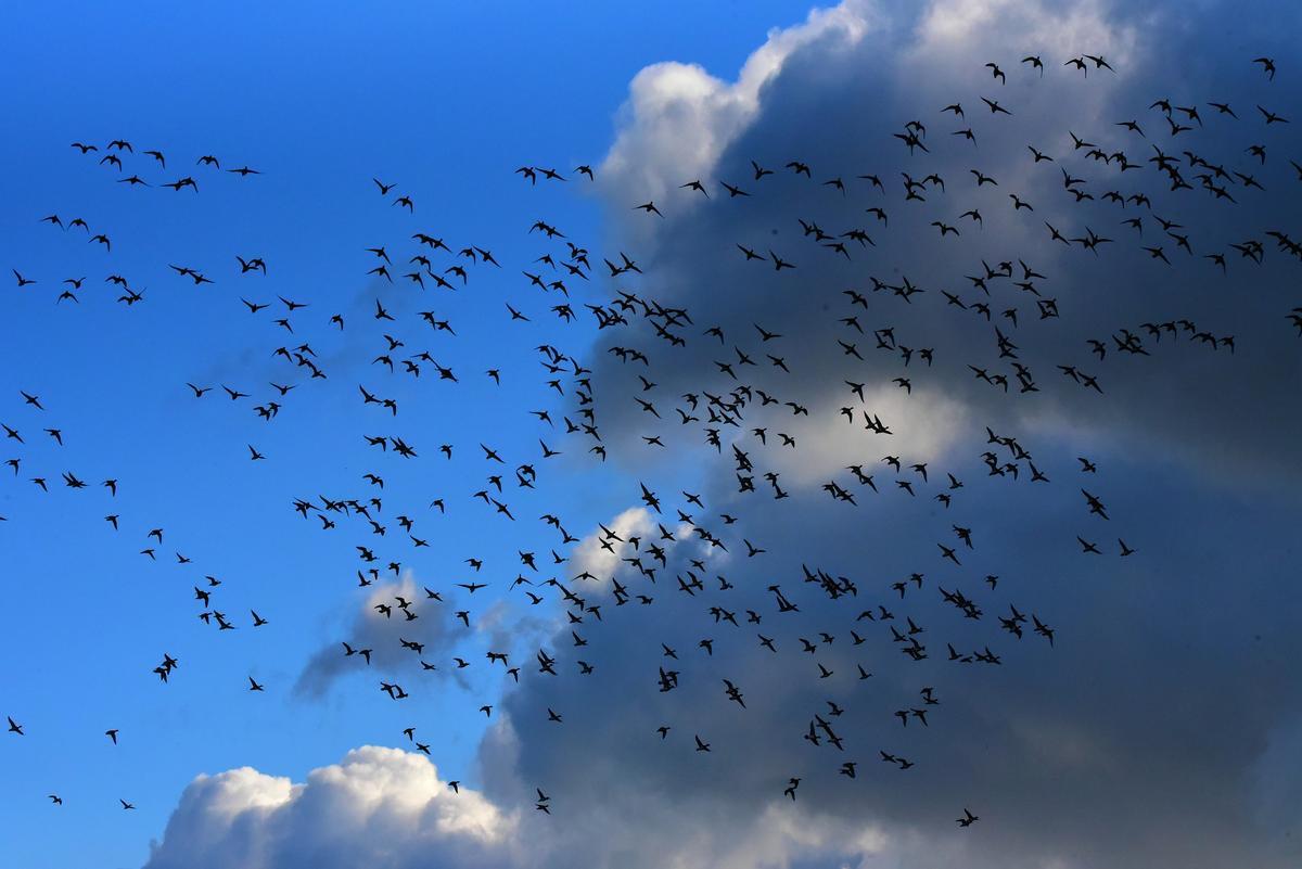 Bandada de aves migratorias.