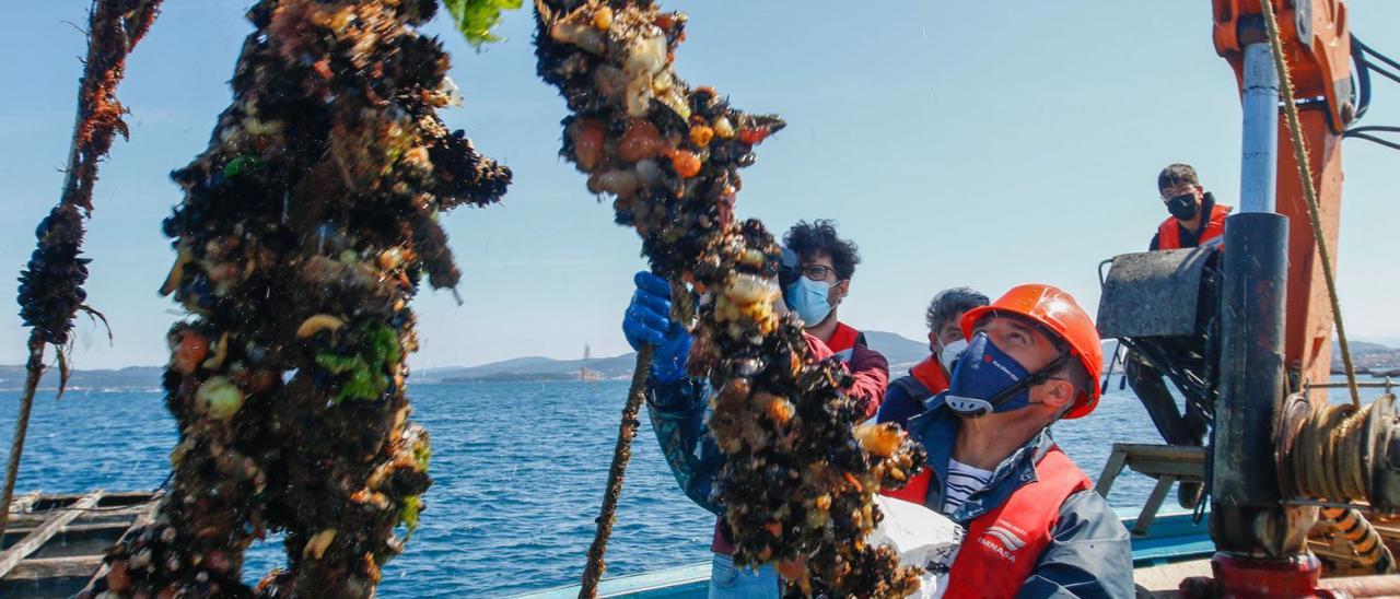 Cuerdas de mejillón &quot;long line&quot; en una de las bateas de la ría.