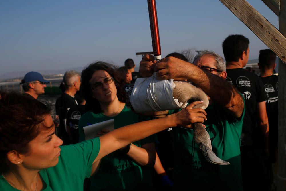 Volunteers weigh a flamingo chick after fitting ...