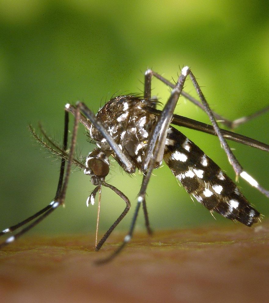 Los mosquitos ganan terreno: la temporada de riesgo, cada vez más larga e intensa