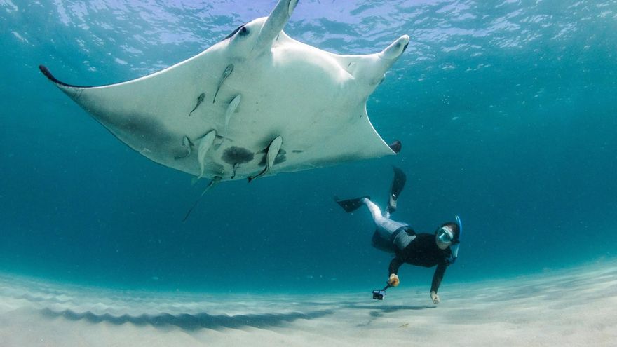 Descubren una nueva especie de mantarraya en el Atlántico, la tercera del mundo