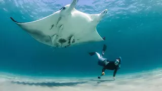 Descubren una nueva especie de mantarraya en el Atlántico, la tercera del mundo