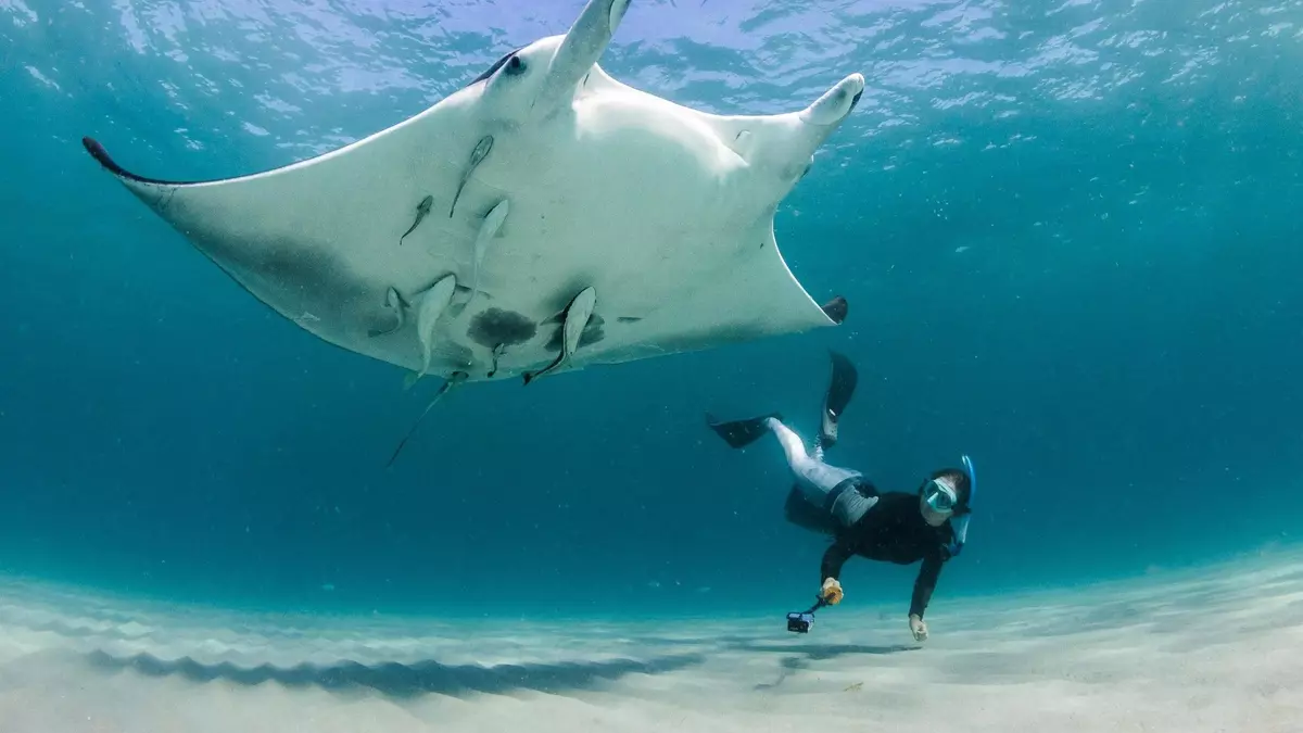 Descubren una nueva especie de mantarraya en el Atlántico, la tercera del mundo