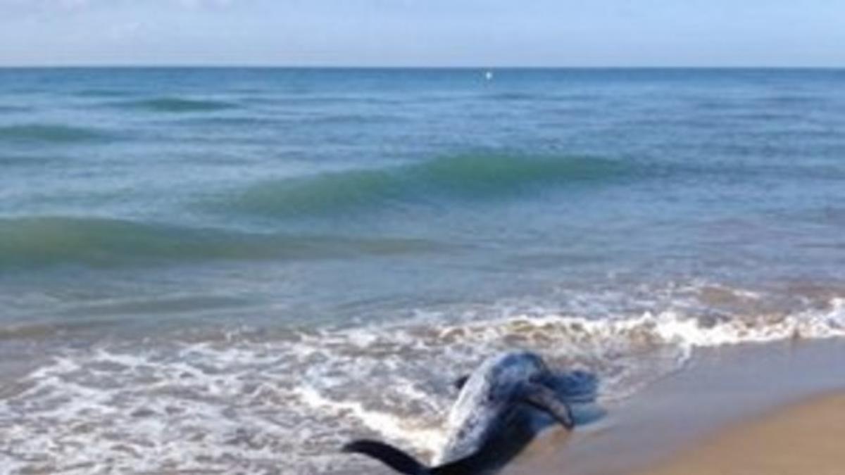 El cetaceo encontrado sería un delfín gris de la familia de los Grampus Griseus.