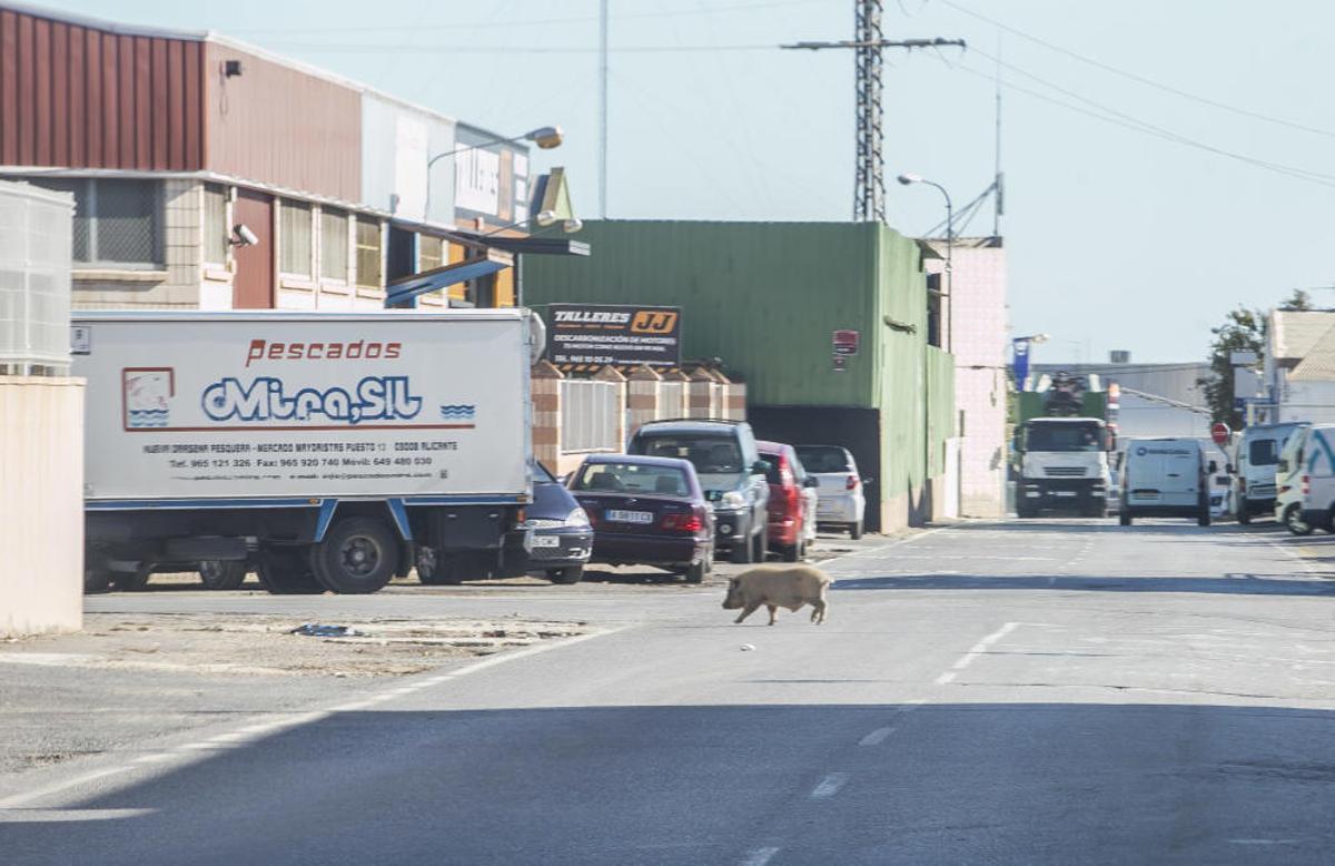 Cerdos vietnamitas en el entorno del Cementerio de Alicante