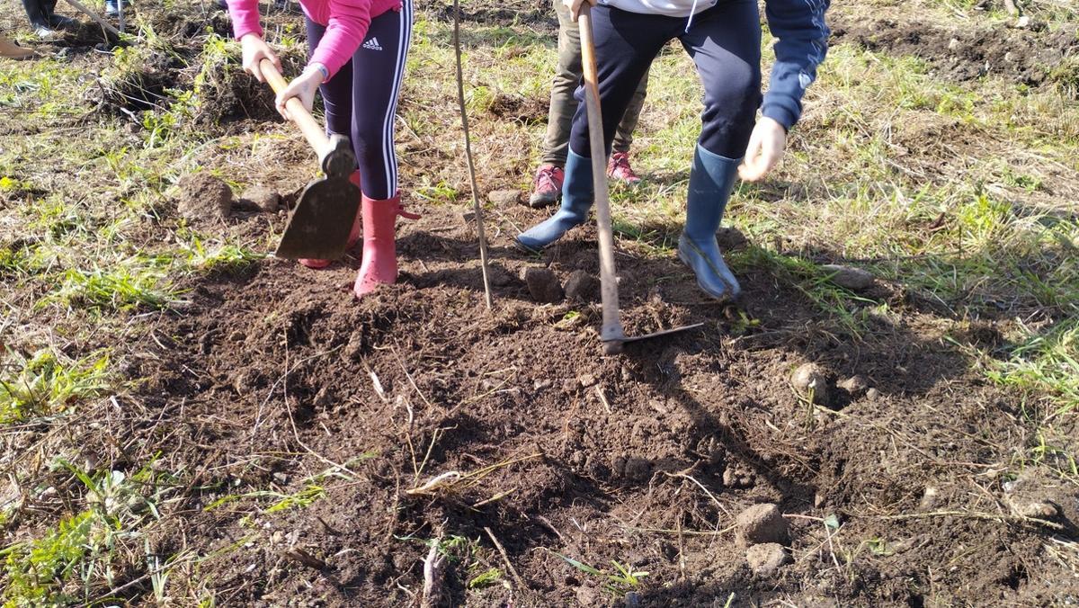 Los alumnos de sexto de primaria del CEIP ADR Castelao plantaron frondosas autóctonas