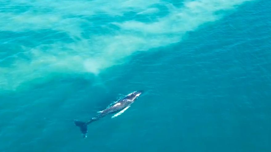 Graban a una ballena jorobada nadando en la Costa de Granada