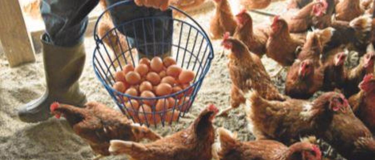 Europa dispara los precios de los huevos