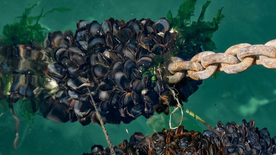 Millones de mejillones y almejas muertos por las altas temperaturas en Canadá.