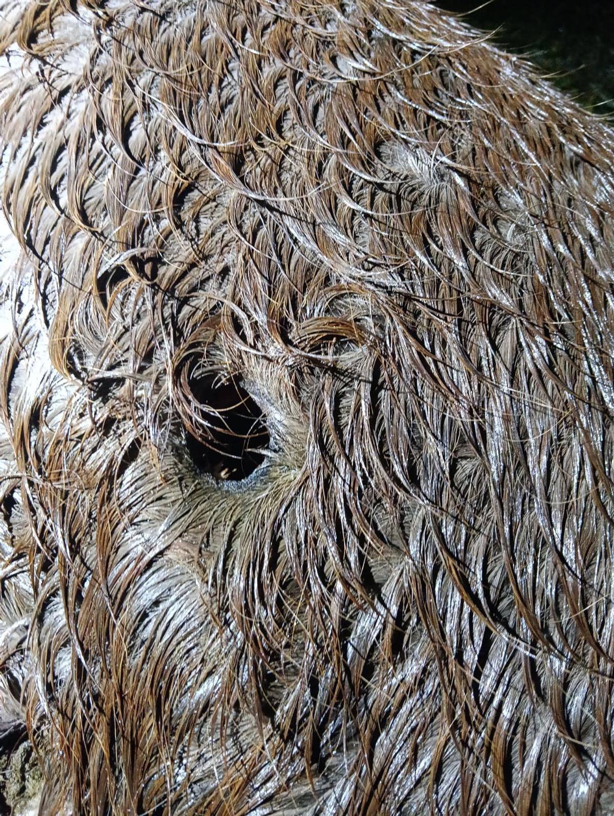 Orificio del disparo que acabó con la vida de la yegua.