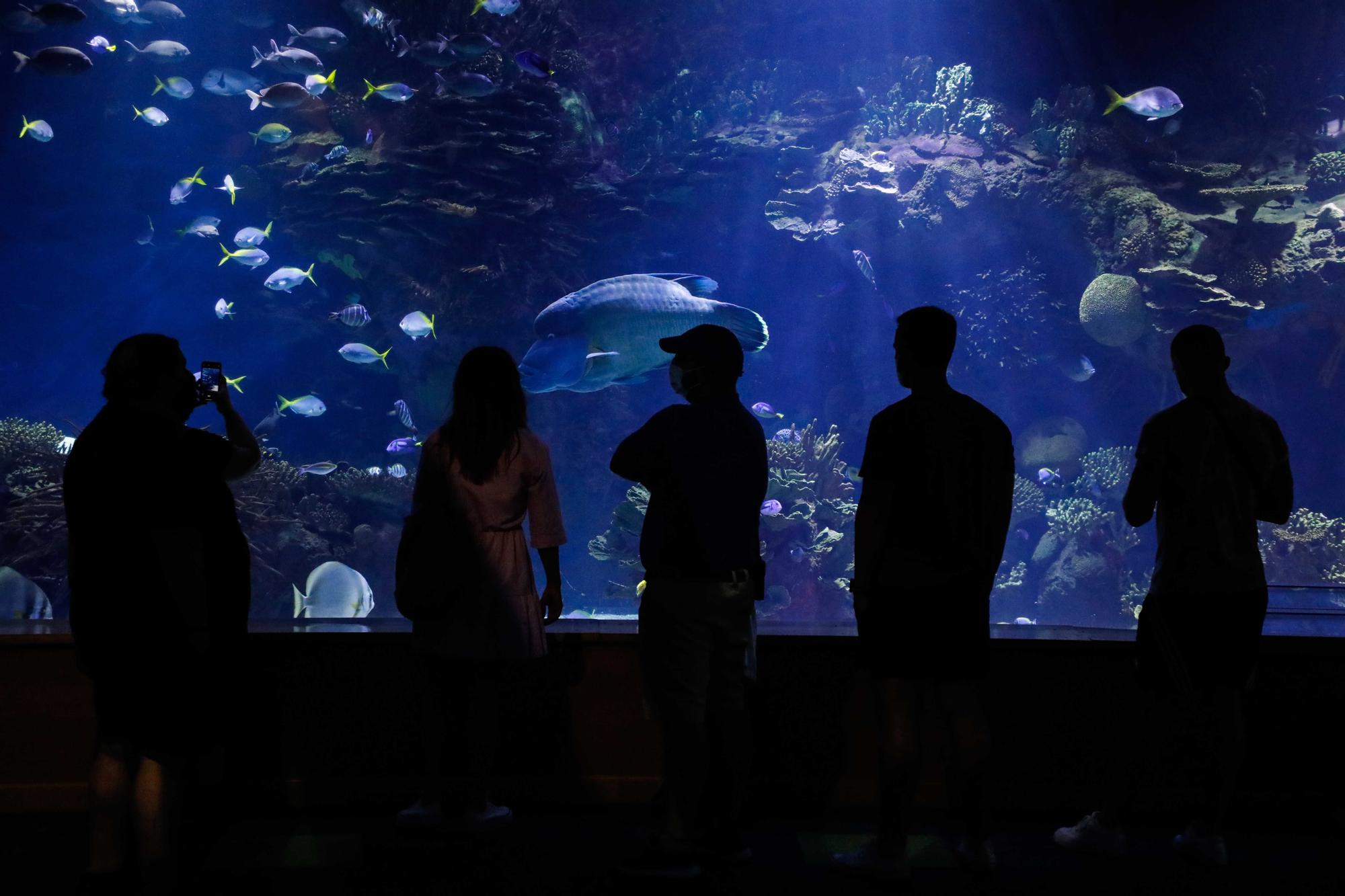 La cara oculta de l'Oceanogràfic