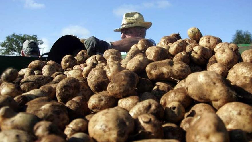 Recogida de patatas en una finca.