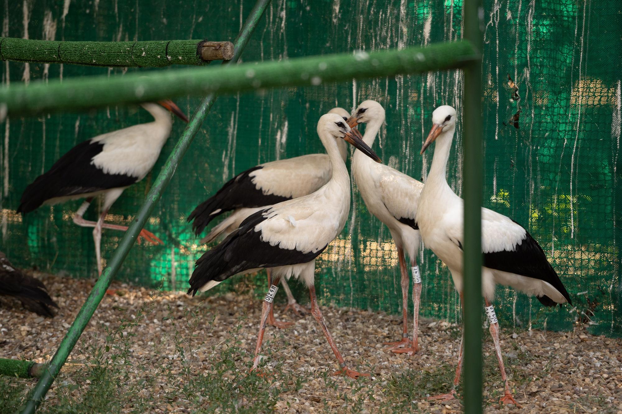 Aves atendidas en el Centro de Recepción de Villaralbo.