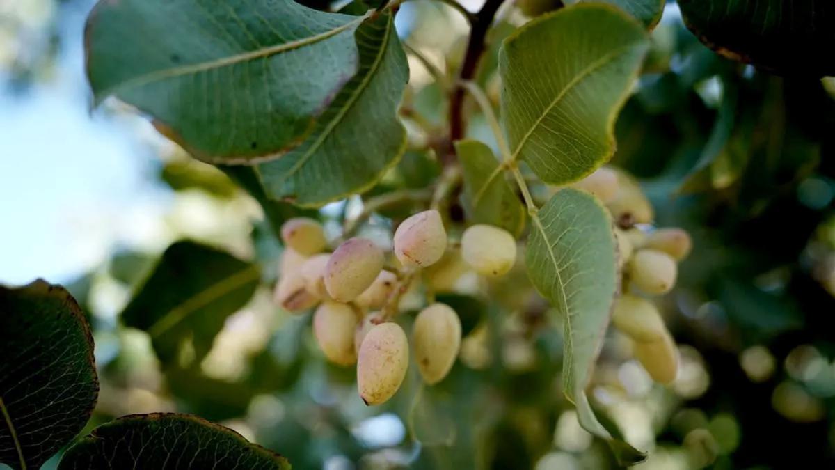 Racimos de pistachos en una de las ramas del árbol antes de su recolección.