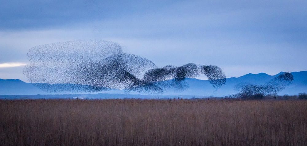 Estornells als Aiguamolls de l'Empordà