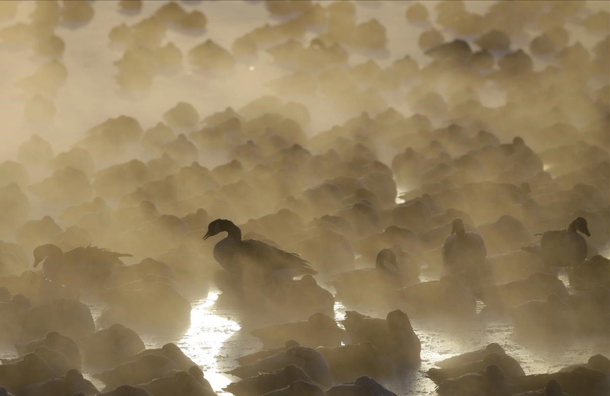 Los gansos se apiñan en el agua helada cuando sale el sol en el puerto de Washington, Wisconsin.
