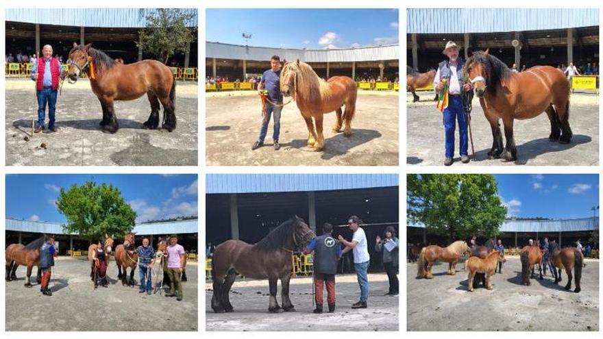 En imágenes: los caballos campeones del concurso de Grado