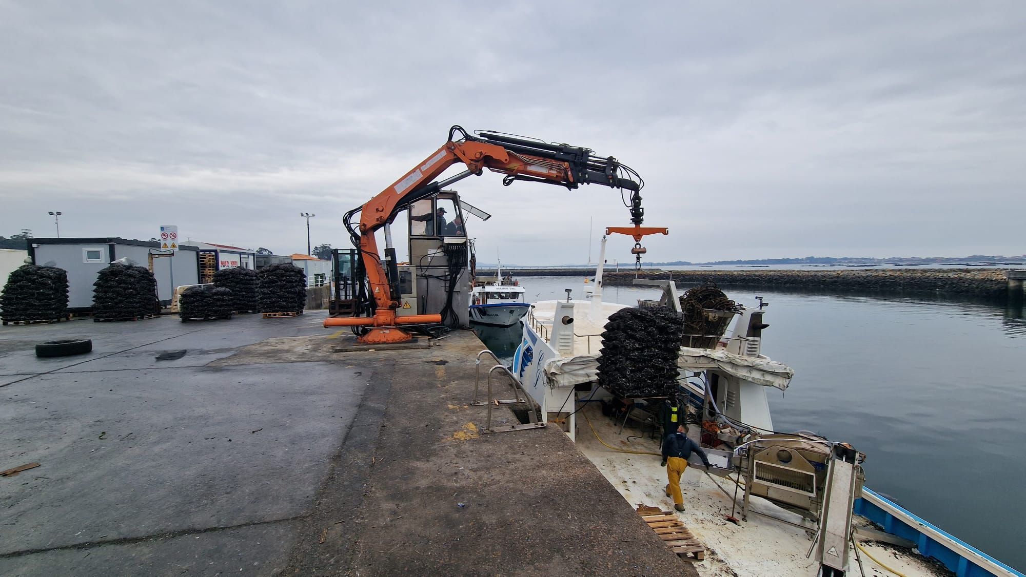 Descargas de mejillón para el mercado de fresco (depuradoras) en el puerto de Vilanova de Arousa.