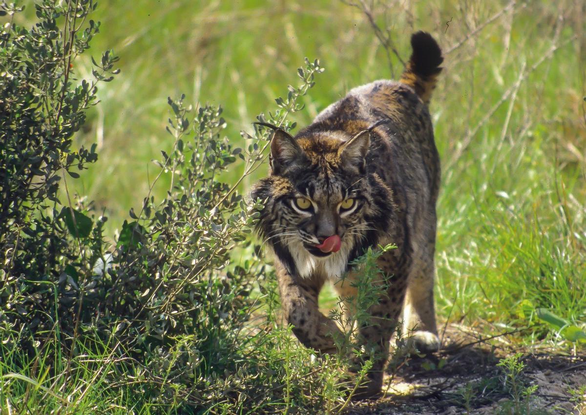 Imagen de un lince ibérico.