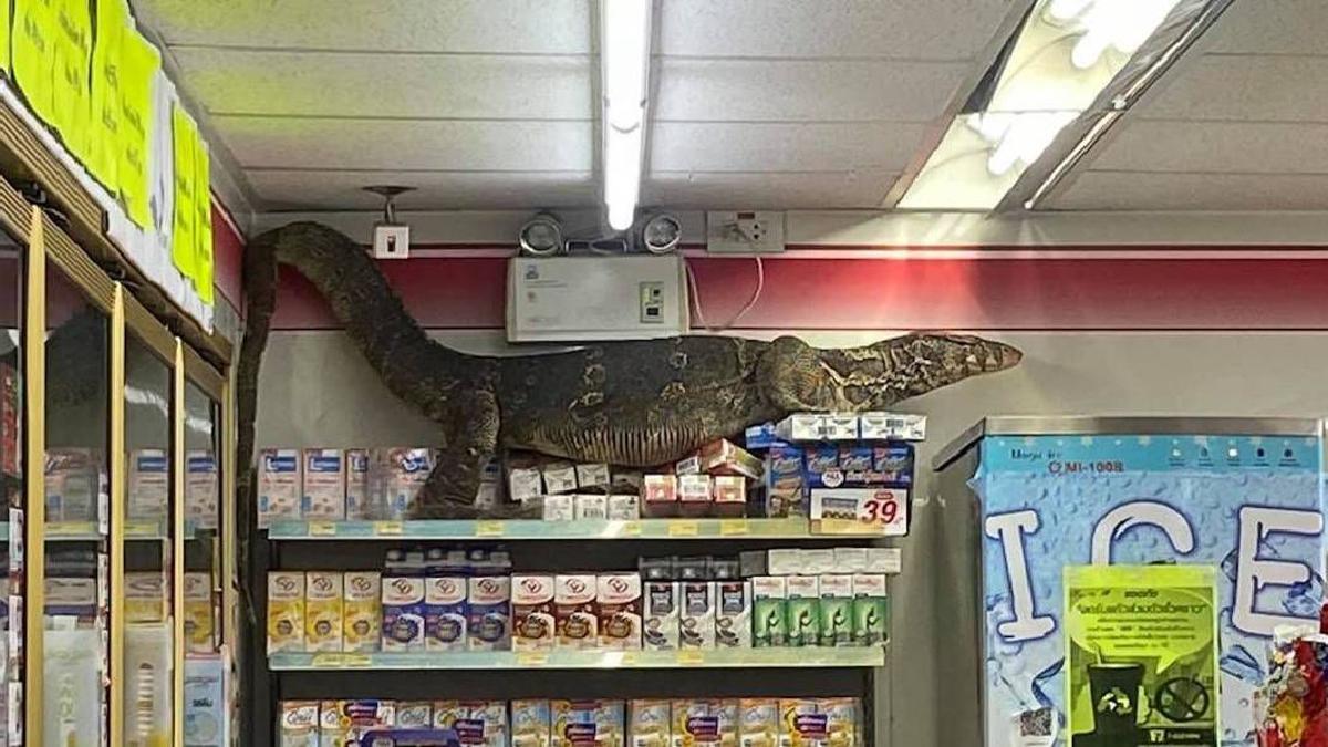 Este lagarto gigante entra a una tienda y destroza todo lo que encuentra a su paso