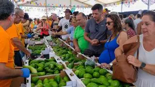 El aguacate canario ‘pelea’ en Bruselas por un DNI propio