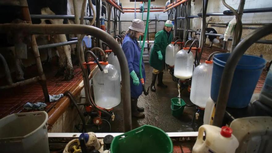 La industria congela el precio de la leche en Galicia y las granjas no recuperarán los ingresos perdidos tras el recorte de abril