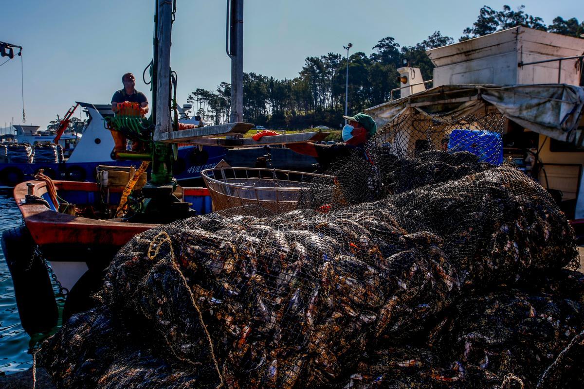 Descargas efectuadas ayer en Arousa.