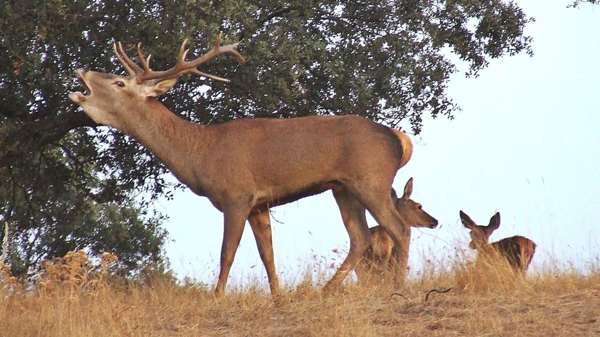 Un macho berrea en el coto de caza de Las Monteras, situado en Villanueva del Rey.