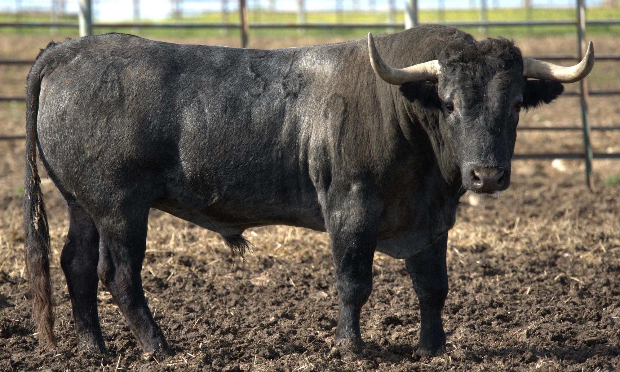 Galería de fotos: Estos son los toros para la Feria de la Magdalena de Castellón