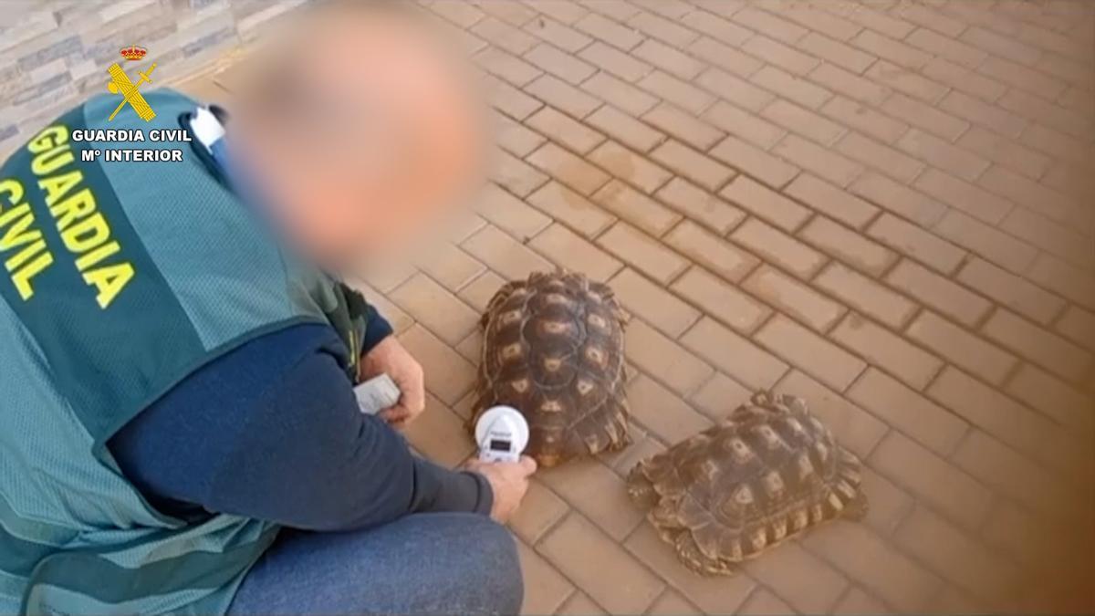 Comercializaban de forma ilegal en Málaga a través de internet con especies protegidas
