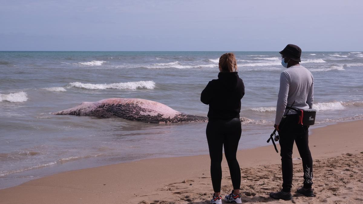 Aparece una ballena muerta en Guardamar