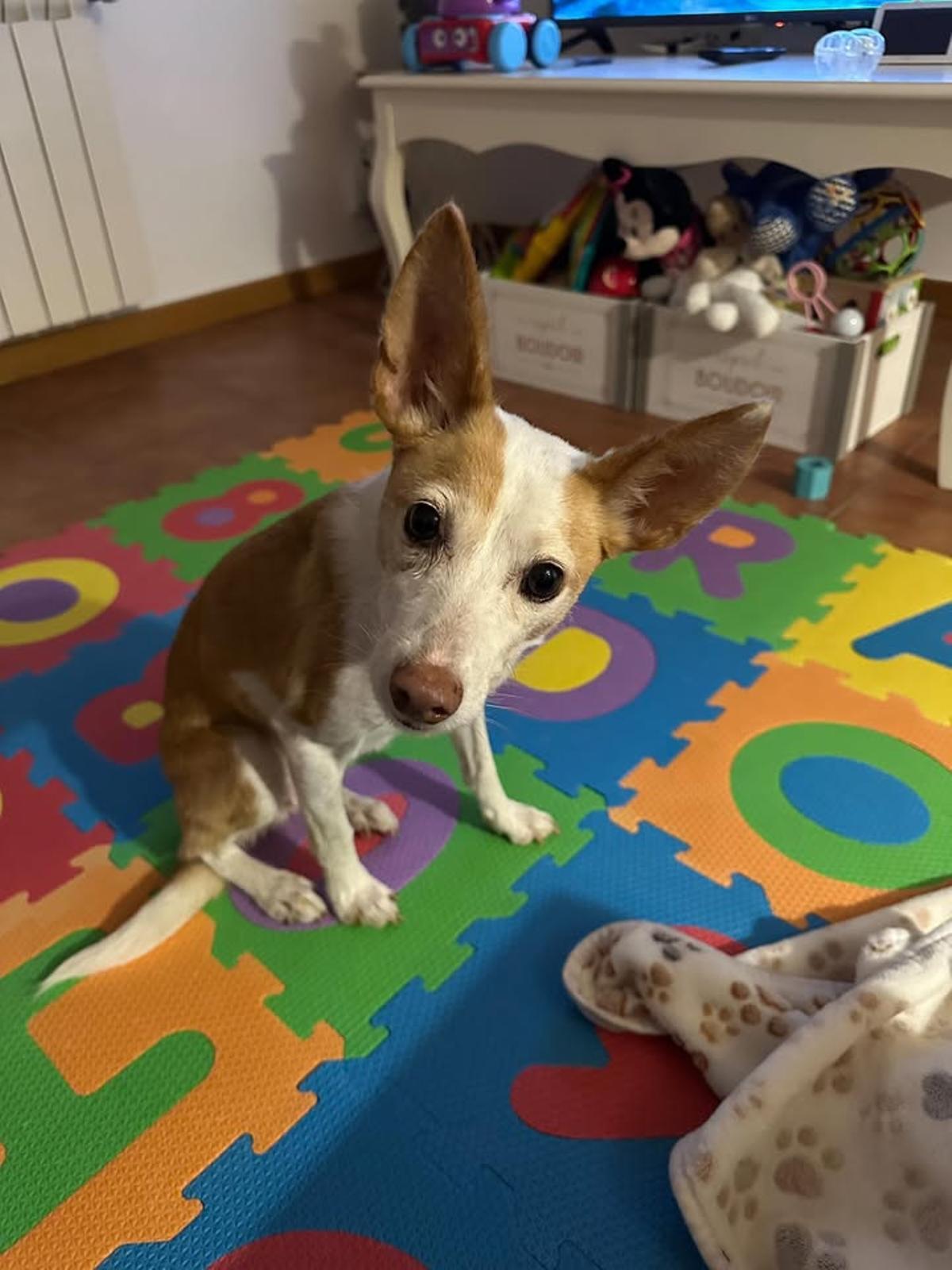 Bimba, en la actualidad.