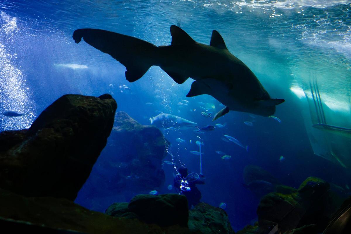 Los tiburones "Currín" y "Elisa", grandes reclamos del Acuario de Gijón (en imágenes)