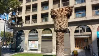 ¿Por qué se están podando las palmeras de Zaragoza?