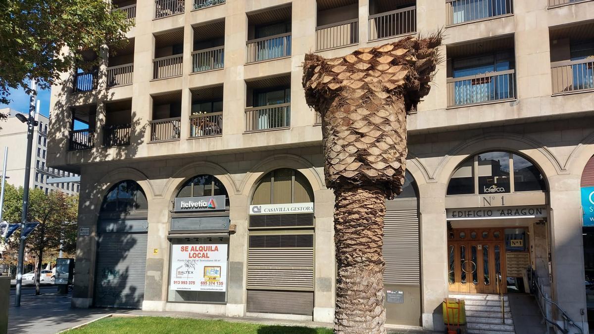 Una palmera de la plaza Aragón talada después de haber sido afectada por el picudo rojo