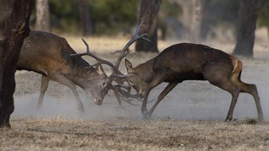 Dehesa, el bosque del lince ibérico