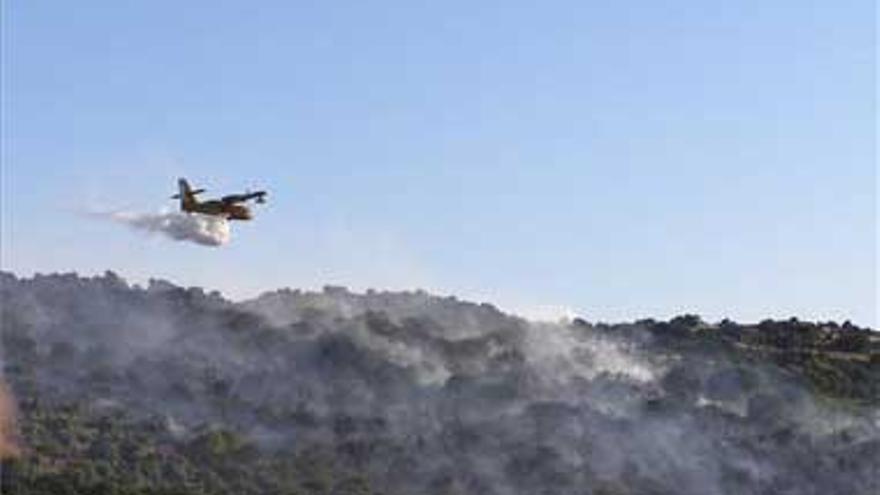 Un incendio arrasa más de 30 hectáreas de olivar