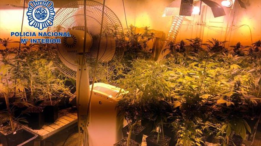 Detenido por tener cien plantas de ‘maría’ en casa