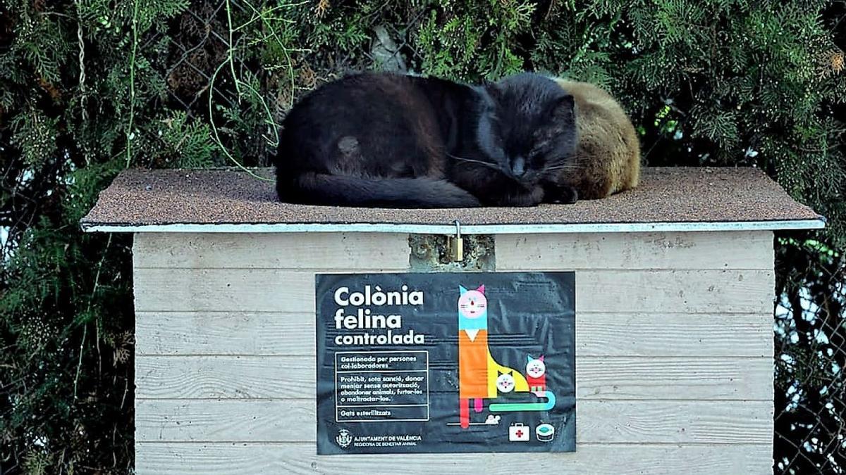 Refugio felino instalado en València.