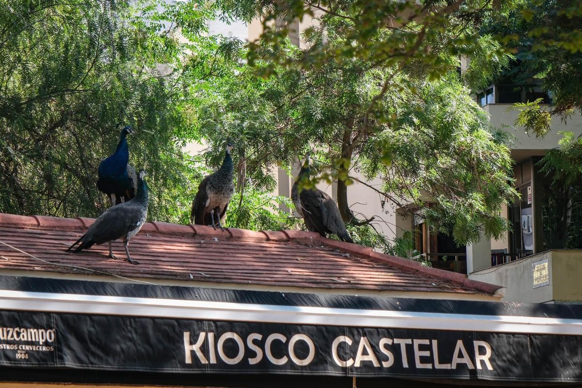 Los pavos reales, sobre el kiosko de hostelería del parque.