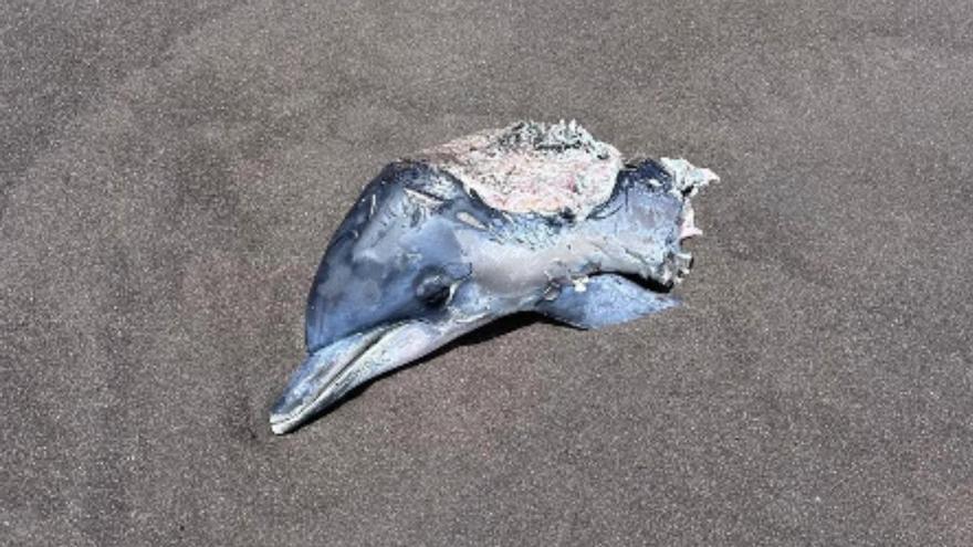 Impactante hallazgo en la costa de Telde: encuentran la cabeza y parte del lomo de un delfín mular