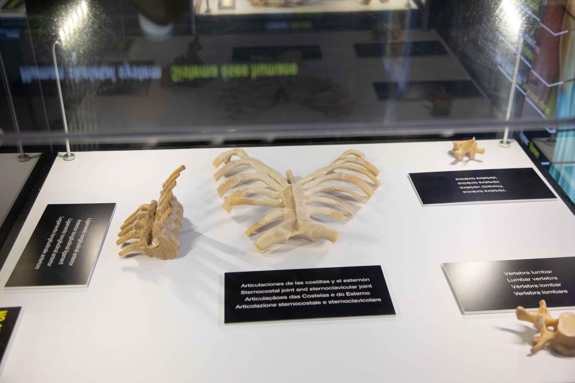 La exposición 'Bodies' presenta en Palma cuerpos humanos plastinizados como una propuesta educativa