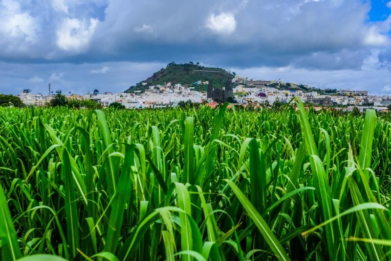 El agua caída con filomena beneficia al campo aruquense