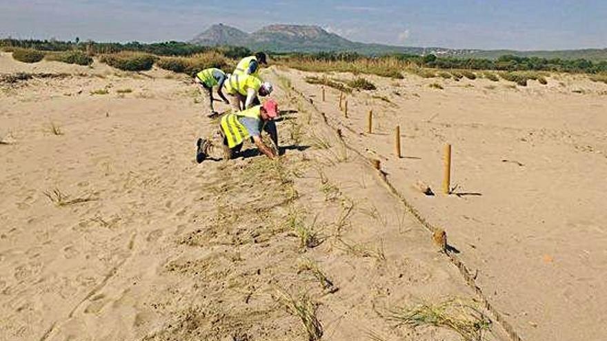 Treballadors del Parc Natural plantant els exemplars de jull, aquesta setmana.